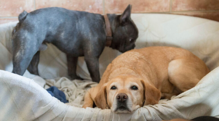 Estudio Cognitivo con Perros en Colorado: Clave para Salud Cerebral Humana