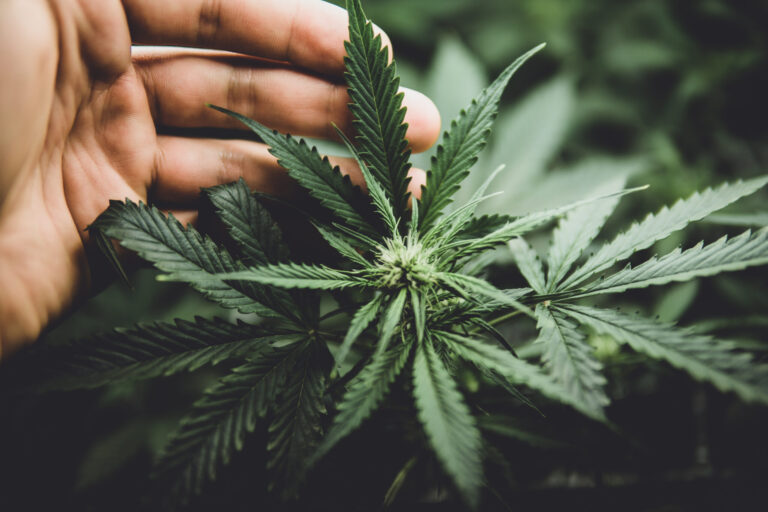 Trump ordena reclasificar el cannabis como sustancia de menor riesgo en EE.UU.