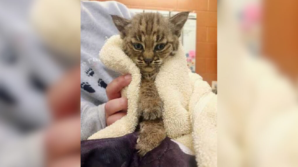 Rescatan a cría de gato montés encontrada deshidratada en el condado de Monterey