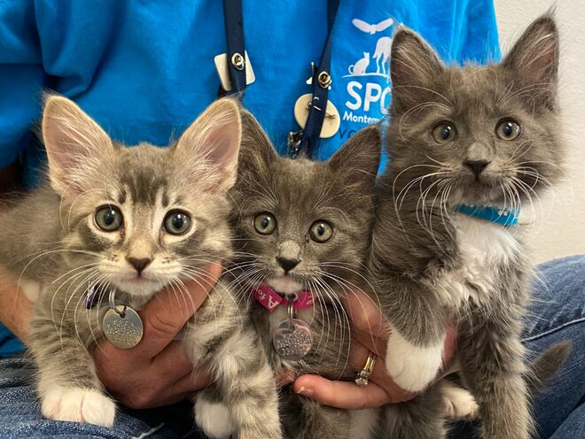 Monterey busca apoyo urgente para cuidar a más de 180 cachorros y gatitos rescatados
