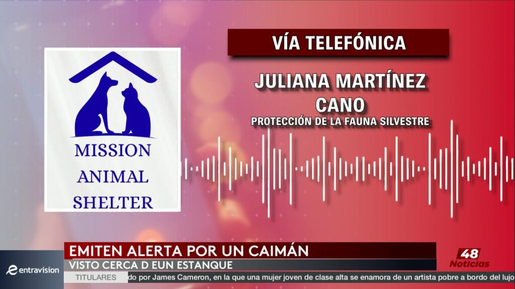 Caimán en Mission: Even Ox Resort Refuerza Seguridad para Proteger a Visitantes