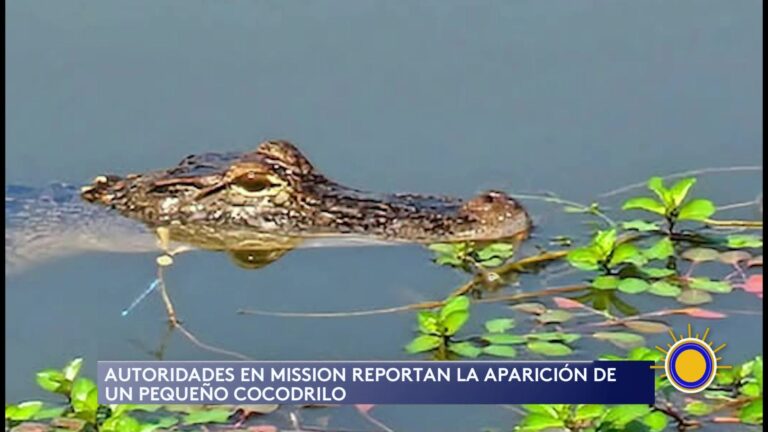 Cocodrilo Avistado en Mission y La Joya: Alerta a Residentes para Extremar Precauciones