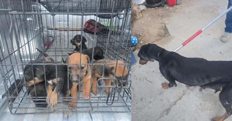 Rescatan 37 Perros Víctimas de Maltrato en Operativos de la Fiscalía en Ciudad Juárez