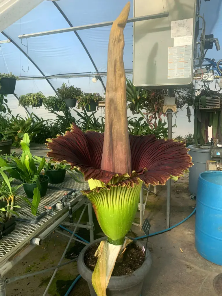 La Flor Cadáver Desplegará su Esplendor en el College Southwestern de Kansas