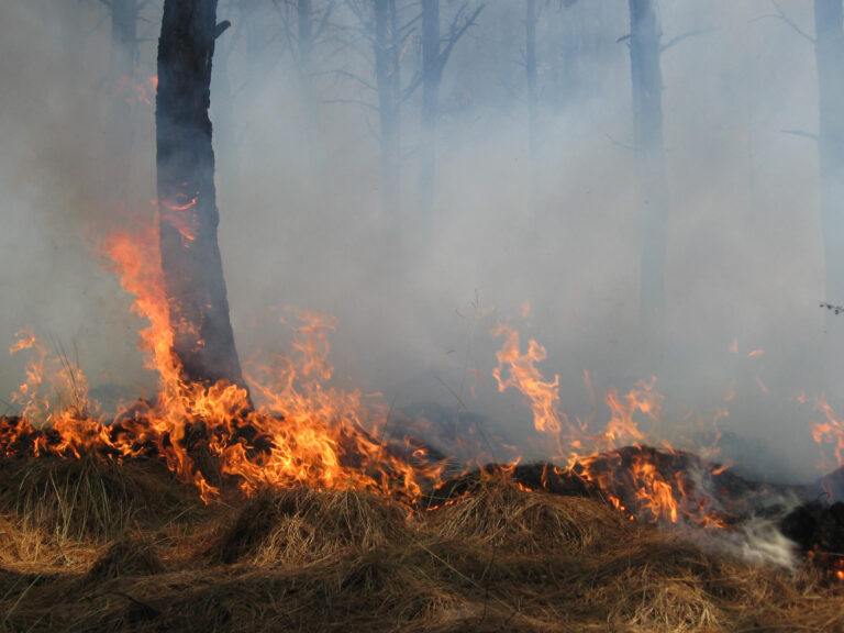 CAL FIRE destina $7.5 millones para investigaciones sobre incendios forestales y salud de los bosques en California