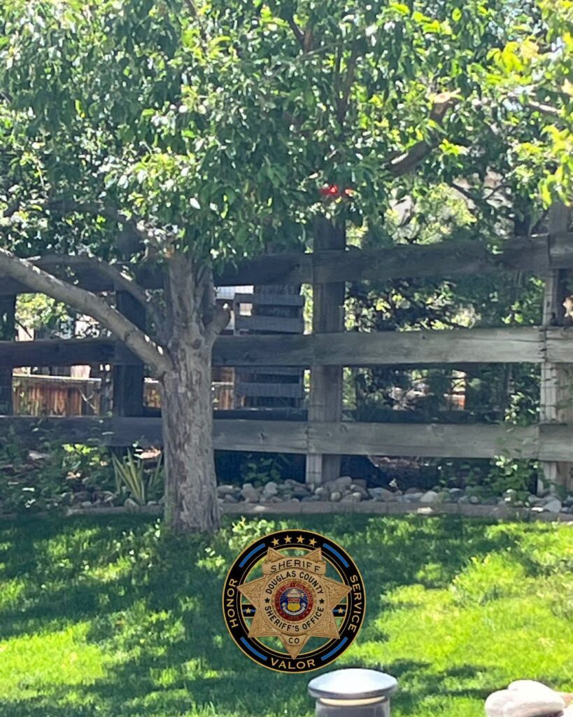 Alerta por oso en vecindarios residenciales al norte de Mountain Vista High School
