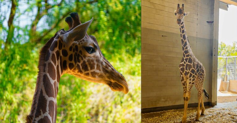 Jirafa Dan llega al Zoológico de El Paso para unirse a Gigi en un nuevo plan de conservación