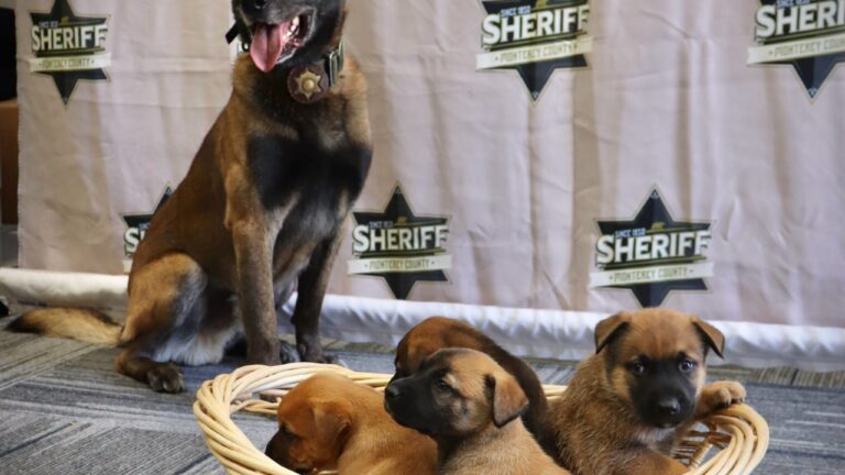 Nueve cachorros robados se reúnen con su familia gracias a la colaboración de autoridades y rescatistas en Monterey County