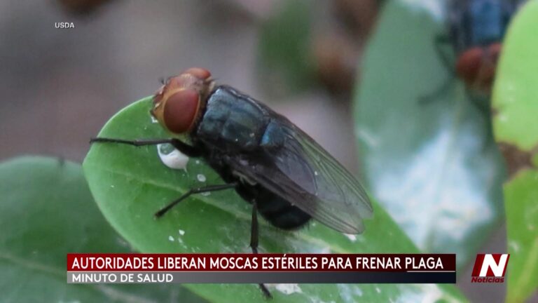 Gusano barrenador del Nuevo Mundo: alerta sanitaria en Estados Unidos por casos en ganado
