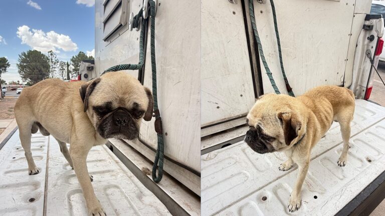 Toby, el pug rescatado en Fabens, sigue bajo cuidados intensivos por complicaciones médicas
