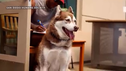 Más de 127 mascotas extraviadas en San Diego tras las celebraciones del 4 de julio