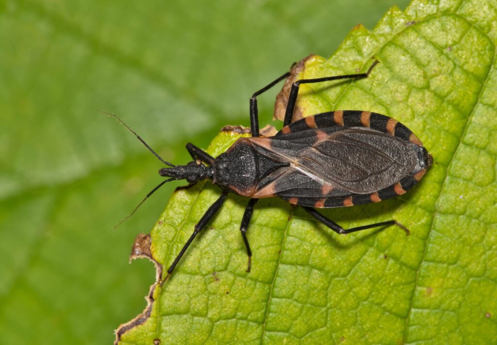 Condado de San Diego confirma primer caso local de enfermedad de Chagas