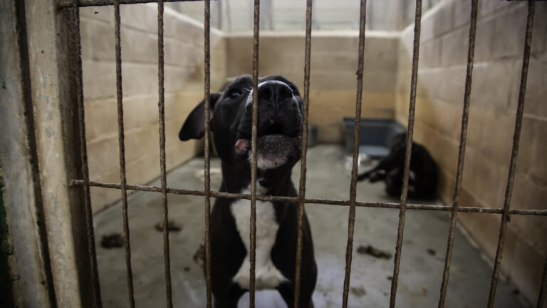 Dos perros del Condado de Monterey fueron encontrados muertos en refugio investigado por presuntas fosas con animales
