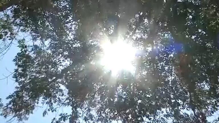 Alertan por alto riesgo de incendios en el condado Starr por calor extremo y vientos fuertes