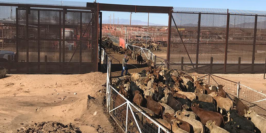 Cruce ganadero de Santa Teresa avanza hacia su reapertura tras el cierre por gusano barrenador