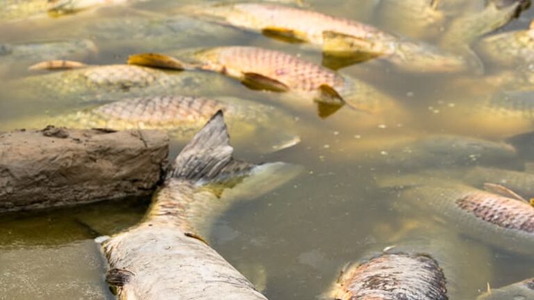 Peces muertos en Boyd Lake tras el drenado de un lago privado en Loveland; CPW intenta rescatar a los sobrevivientes