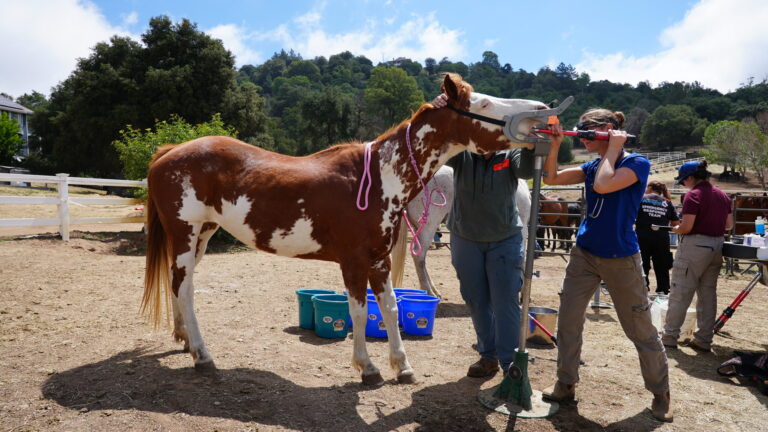 Rescate de caballos en Villa Chardonnay: uno de los animales encuentra una segunda oportunidad en terapia para veteranos