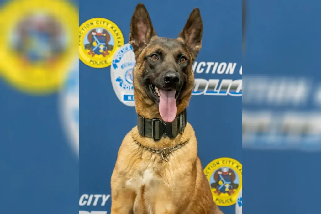 Perro K-9 muere por golpe de calor en Kansas: investigan el caso en Junction City