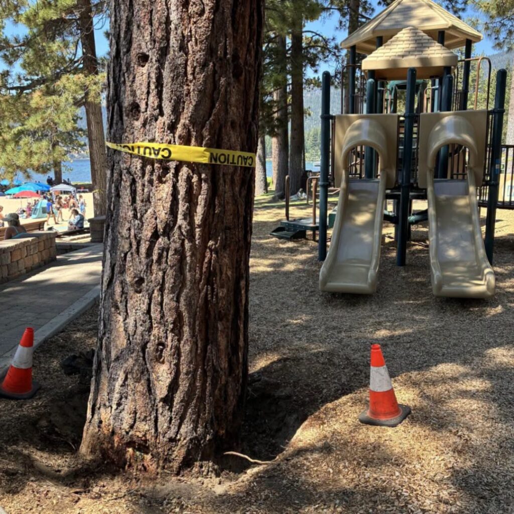 Envenenamiento de árboles: la devastadora destrucción de 28 pinos en el Lago Tahoe causa $300,000 en pérdidas