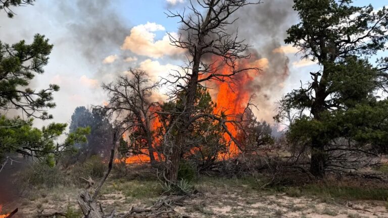 Combaten incendio forestal Four Mile en las montañas Zuni de Nuevo México