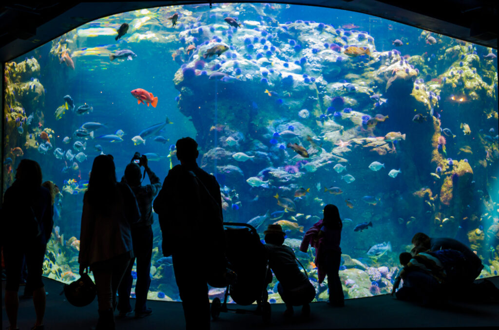 Acuario de Monterey ofrece entradas gratis a residentes del condado en septiembre