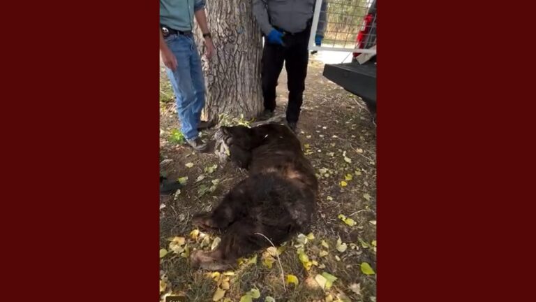 Capturan y trasladan a un oso encontrado en el parque Ashbaugh de Santa Fe
