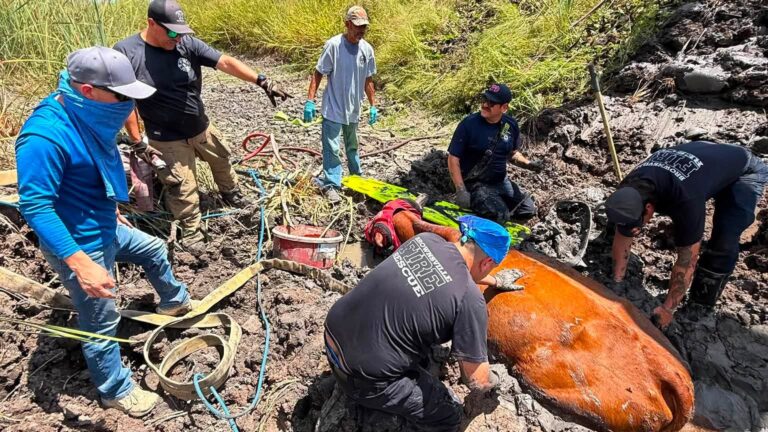 Bomberos de Brownsville rescatan a una vaca atrapada en el lodo