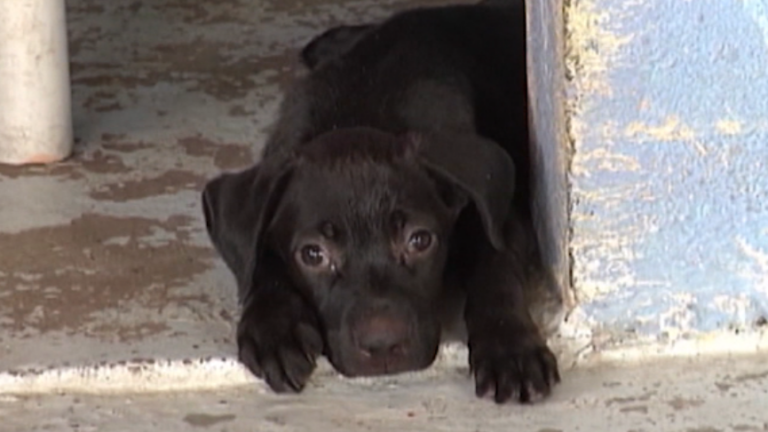 Buscan a perro víctima de crueldad animal en Laredo
