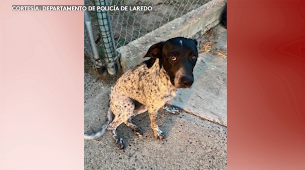 Localizan a perro abandonado al sur de Laredo; una mujer fue arrestada por crueldad animal
