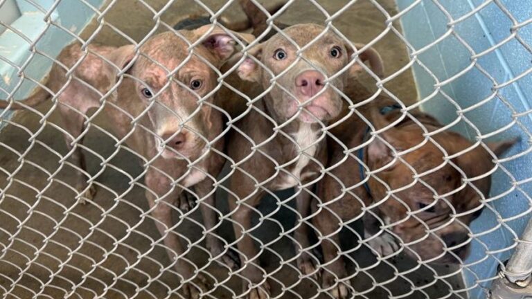 Rescatan a 41 perros y gatos de una vivienda en Kansas; dos personas fueron arrestadas