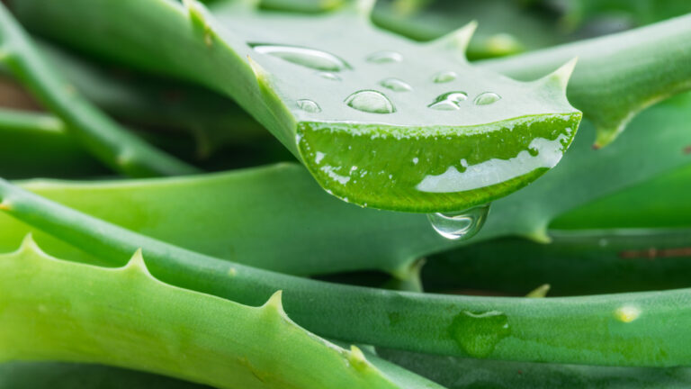 Nueva plaga invasora amenaza plantas de aloe en el condado de San Diego