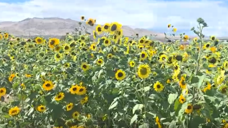 Girasoles: concluye con éxito el colorido festival en el norte de Nevada
