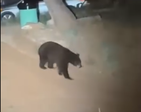 Atrapan de manera segura a un oso en sector urbano de Gallup