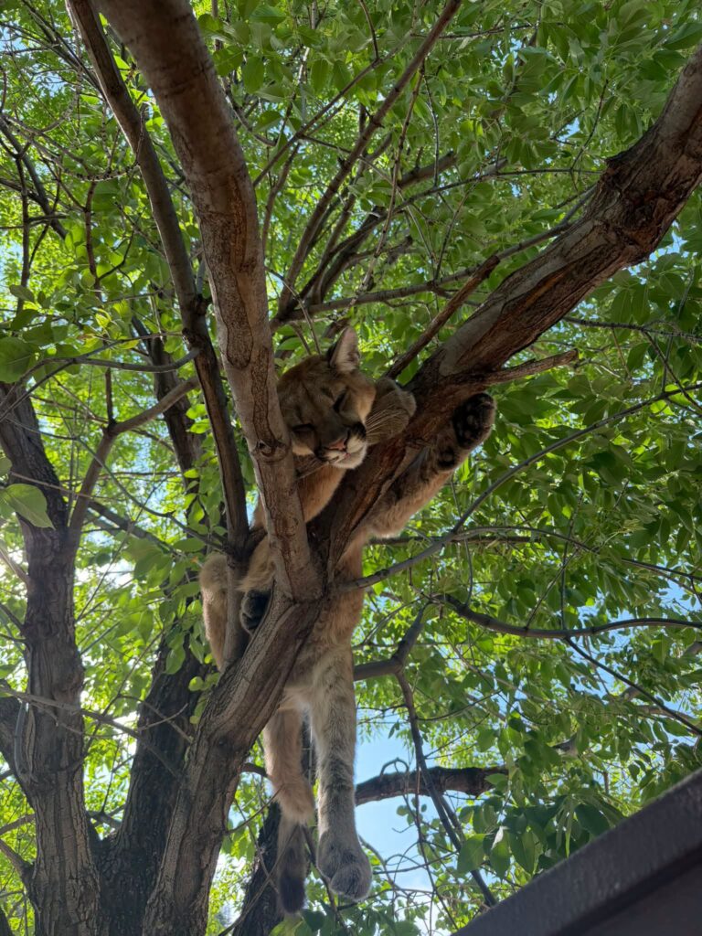 Puma es tranquilizado y será reubicado tras ser encontrado en un árbol