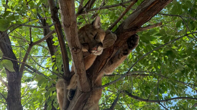Puma es tranquilizado y será reubicado tras ser encontrado en un árbol