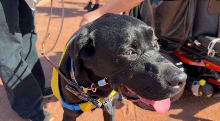 Perros de asistencia: gran homenaje ilumina el icónico letrero de Las Vegas
