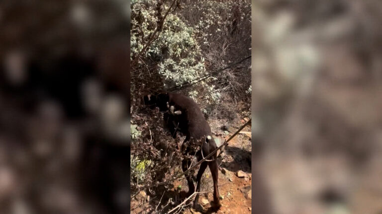 Rescatan a perro cubierto de espinas tras quedar atrapado entre cactus en San Diego