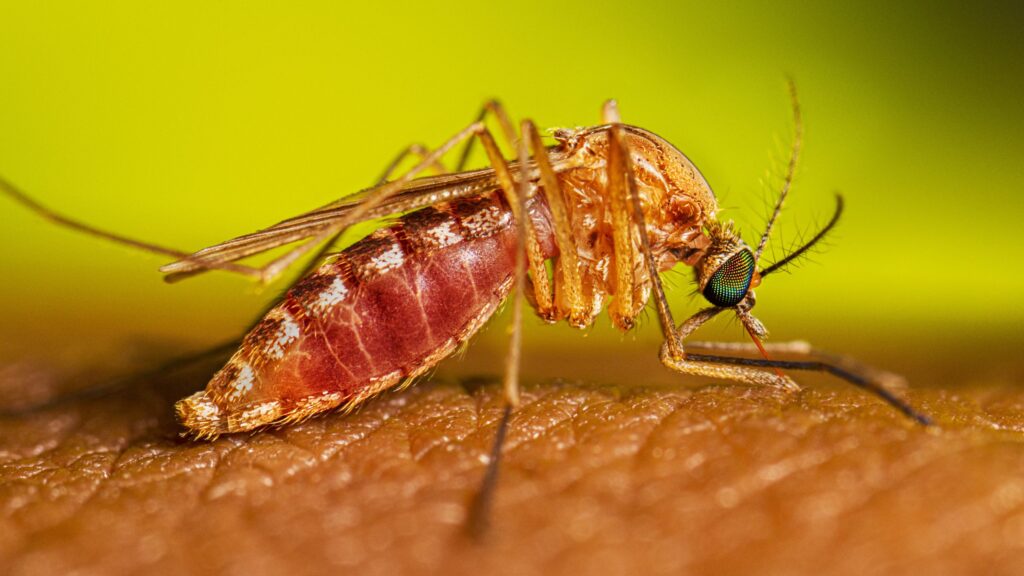 West Nile llega a Denver con el primer caso humano de 2026; alertan que el riesgo sigue en otoño