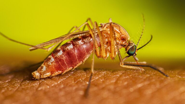 West Nile llega a Denver con el primer caso humano de 2026; alertan que el riesgo sigue en otoño