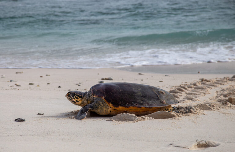 ¡Por primera vez! Tortuga marina pone huevos en una playa del sur de California, cerca de Huntington Beach