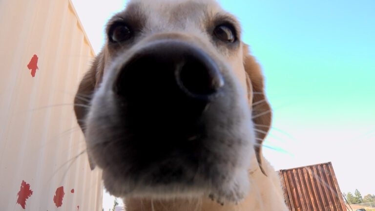 Perros K-9 ponen a prueba su olfato para detectar líquidos inflamables en Chula Vista