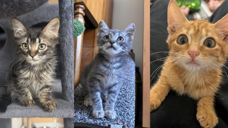 Gatitos en adopción gratuita en el Condado de Bernalillo