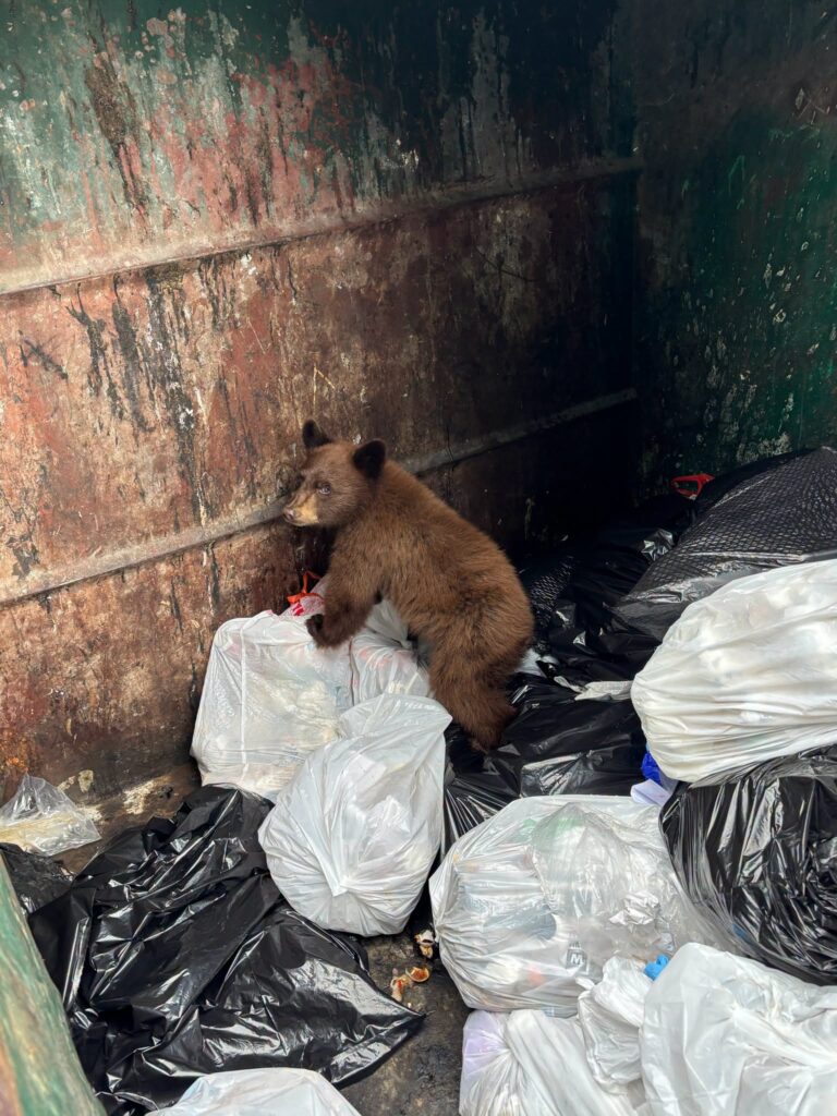 Policía de Eagle responde a 40 reportes relacionados con osos en 30 días