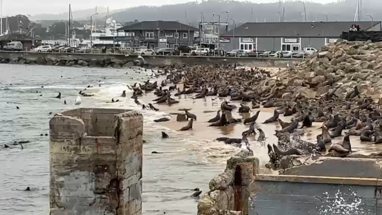 El Niño y la toxina domoica aumentan la preocupación por los lobos marinos