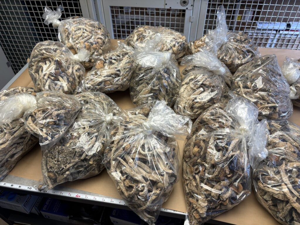 Cultivos ilegales: desmantelan 18 operaciones clandestinas de cannabis en el Condado Nevada