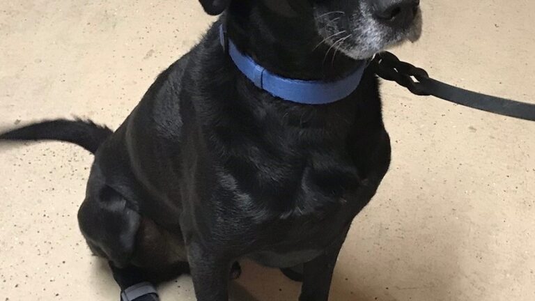 Héroes caninos: fallece el retirado perro policía Bob tras años de servicio en Nevada