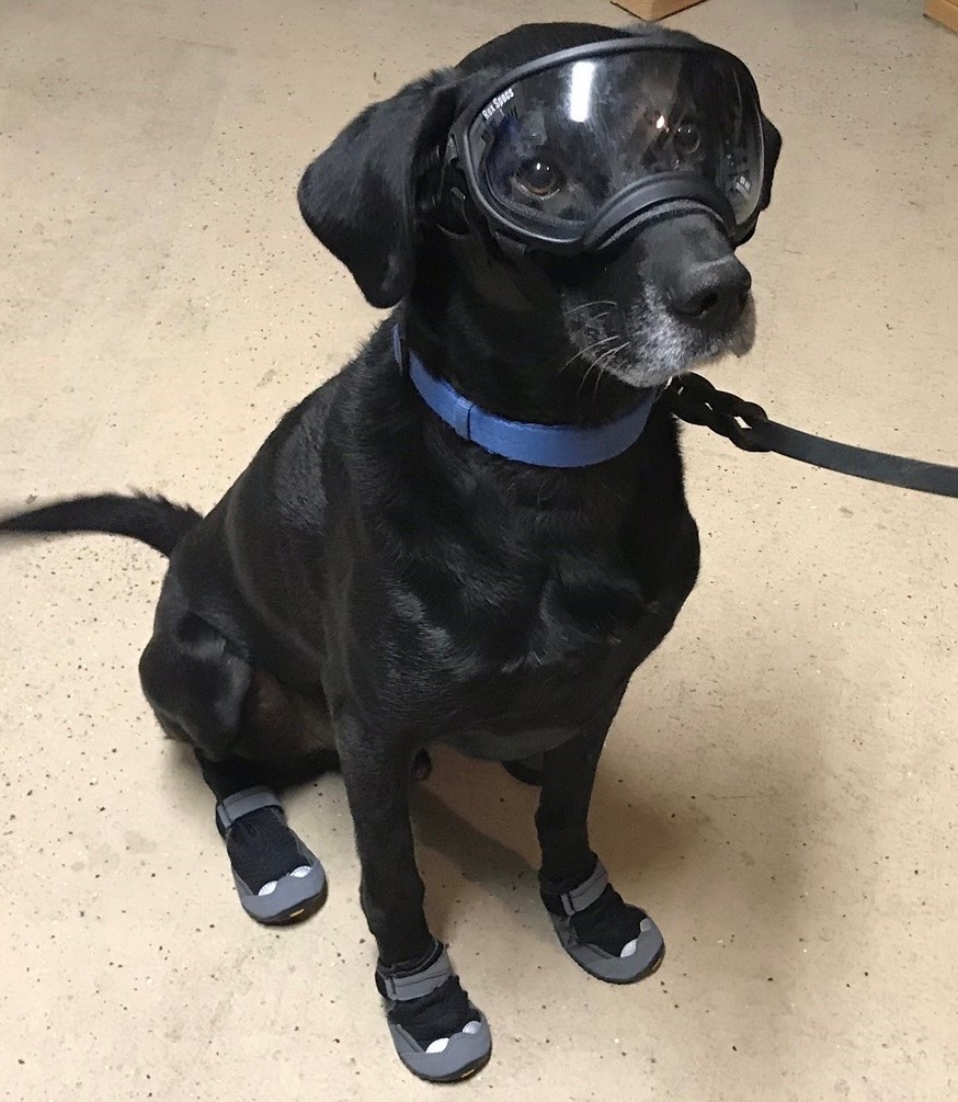 Héroes caninos: fallece el retirado perro policía Bob tras años de servicio en Nevada