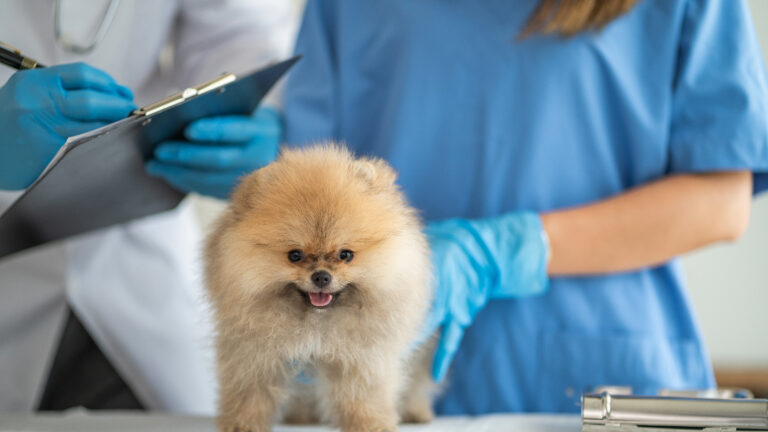 Ofrecen esterilizaciones de bajo costo para mascotas en King City y Greenfield