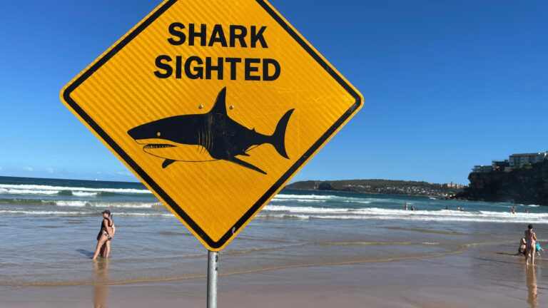 Emiten advertencia por presencia de tiburones en playas de la Costa Central