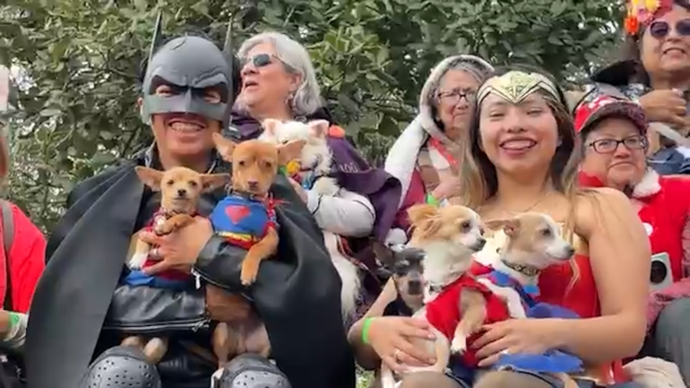 Chihuahuas desfilan con disfraces de Halloween y Día de Muertos en Ciudad de México